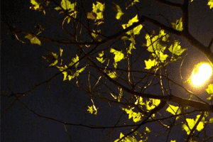 为什么靠近路灯的树落叶晚?